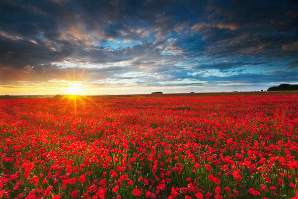 2_Coquelicot w sky